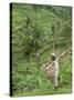 Rice Terraces Near Tegallalang Village, Bali, Indonesia, Southeast Asia, Asia-Richard Maschmeyer-Stretched Canvas