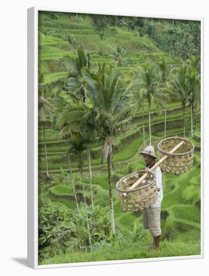 Rice Terraces Near Tegallalang Village, Bali, Indonesia, Southeast Asia, Asia-Richard Maschmeyer-Framed Photographic Print