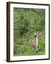 Rice Terraces Near Tegallalang Village, Bali, Indonesia, Southeast Asia, Asia-Richard Maschmeyer-Framed Photographic Print