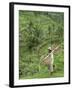 Rice Terraces Near Tegallalang Village, Bali, Indonesia, Southeast Asia, Asia-Richard Maschmeyer-Framed Photographic Print