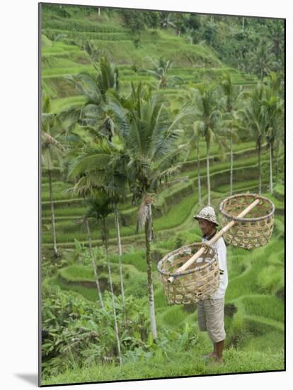 Rice Terraces Near Tegallalang Village, Bali, Indonesia, Southeast Asia, Asia-Richard Maschmeyer-Mounted Photographic Print