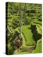 Rice Terraces Near Tegallalang Village, Bali, Indonesia, Southeast Asia, Asia-Richard Maschmeyer-Stretched Canvas