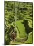Rice Terraces Near Tegallalang Village, Bali, Indonesia, Southeast Asia, Asia-Richard Maschmeyer-Mounted Photographic Print