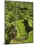 Rice Terraces Near Tegallalang Village, Bali, Indonesia, Southeast Asia, Asia-Richard Maschmeyer-Mounted Photographic Print
