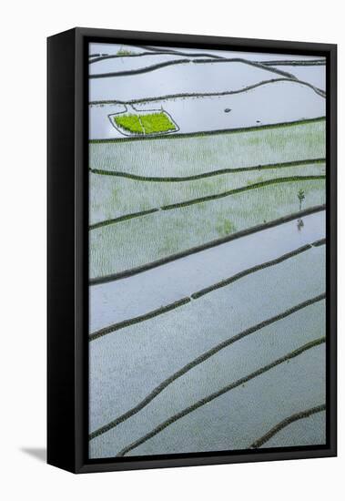 Rice Terraces of Banaue, Northern Luzon, Philippines-Michael Runkel-Framed Stretched Canvas