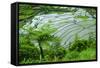 Rice Terraces of Banaue, Northern Luzon, Philippines-Michael Runkel-Framed Stretched Canvas