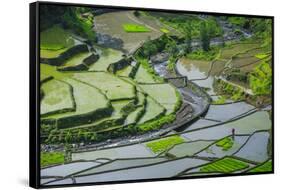 Rice Terraces of Banaue, Northern Luzon, Philippines-Michael Runkel-Framed Stretched Canvas