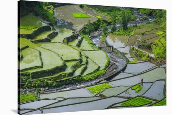 Rice Terraces of Banaue, Northern Luzon, Philippines-Michael Runkel-Stretched Canvas