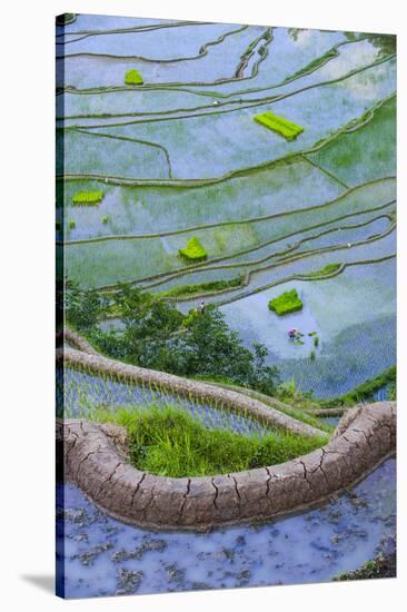 Rice Terraces of Banaue, Northern Luzon, Philippines-Michael Runkel-Stretched Canvas