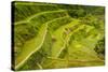 Rice Terraces of Banaue, Northern Luzon, Philippines-Michael Runkel-Stretched Canvas