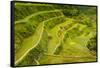 Rice Terraces of Banaue, Northern Luzon, Philippines-Michael Runkel-Framed Stretched Canvas