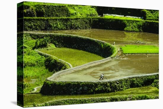 Rice Terraces of Banaue, Northern Luzon, Philippines-Michael Runkel-Stretched Canvas