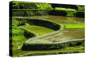 Rice Terraces of Banaue, Northern Luzon, Philippines-Michael Runkel-Stretched Canvas