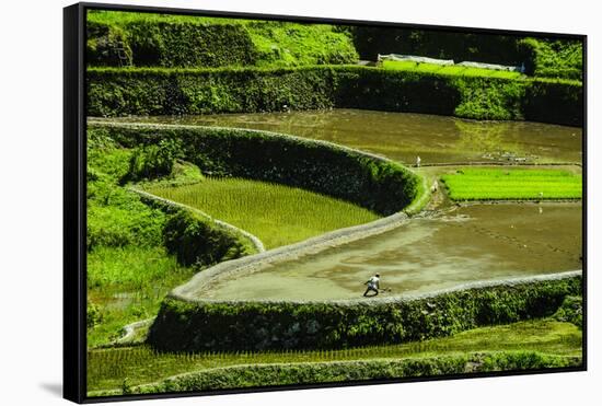 Rice Terraces of Banaue, Northern Luzon, Philippines-Michael Runkel-Framed Stretched Canvas