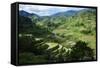 Rice Terraces of Banaue, Northern Luzon, Philippines-Michael Runkel-Framed Stretched Canvas