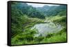 Rice Terraces of Banaue, Northern Luzon, Philippines-Michael Runkel-Framed Stretched Canvas