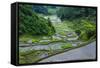 Rice Terraces of Banaue, Northern Luzon, Philippines-Michael Runkel-Framed Stretched Canvas
