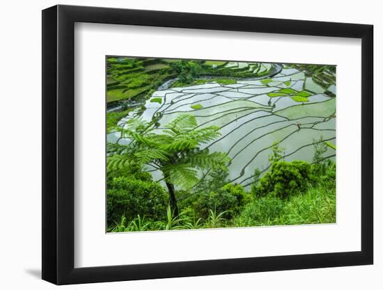 Rice Terraces of Banaue, Northern Luzon, Philippines-Michael Runkel-Framed Photographic Print