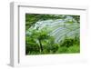 Rice Terraces of Banaue, Northern Luzon, Philippines-Michael Runkel-Framed Photographic Print