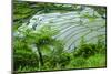 Rice Terraces of Banaue, Northern Luzon, Philippines-Michael Runkel-Mounted Photographic Print