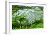 Rice Terraces of Banaue, Northern Luzon, Philippines-Michael Runkel-Framed Photographic Print