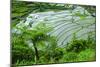 Rice Terraces of Banaue, Northern Luzon, Philippines-Michael Runkel-Mounted Photographic Print