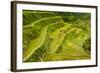 Rice Terraces of Banaue, Northern Luzon, Philippines-Michael Runkel-Framed Photographic Print