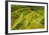 Rice Terraces of Banaue, Northern Luzon, Philippines-Michael Runkel-Framed Photographic Print