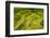 Rice Terraces of Banaue, Northern Luzon, Philippines-Michael Runkel-Framed Photographic Print