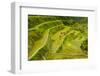 Rice Terraces of Banaue, Northern Luzon, Philippines-Michael Runkel-Framed Photographic Print