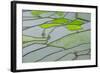 Rice Terraces of Banaue, Northern Luzon, Philippines-Michael Runkel-Framed Photographic Print