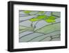 Rice Terraces of Banaue, Northern Luzon, Philippines-Michael Runkel-Framed Photographic Print