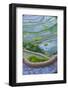 Rice Terraces of Banaue, Northern Luzon, Philippines-Michael Runkel-Framed Photographic Print