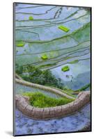 Rice Terraces of Banaue, Northern Luzon, Philippines-Michael Runkel-Mounted Photographic Print