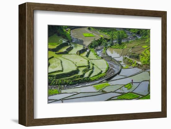 Rice Terraces of Banaue, Northern Luzon, Philippines-Michael Runkel-Framed Photographic Print