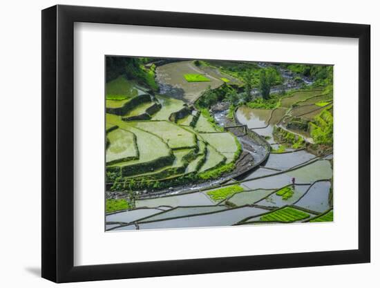 Rice Terraces of Banaue, Northern Luzon, Philippines-Michael Runkel-Framed Photographic Print