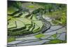 Rice Terraces of Banaue, Northern Luzon, Philippines-Michael Runkel-Mounted Photographic Print