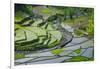 Rice Terraces of Banaue, Northern Luzon, Philippines-Michael Runkel-Framed Photographic Print