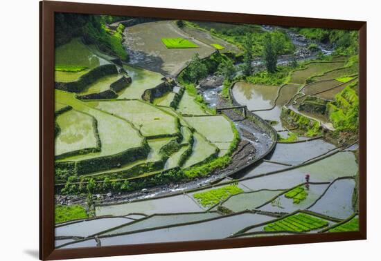 Rice Terraces of Banaue, Northern Luzon, Philippines-Michael Runkel-Framed Photographic Print