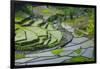 Rice Terraces of Banaue, Northern Luzon, Philippines-Michael Runkel-Framed Photographic Print