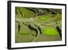 Rice Terraces of Banaue, Northern Luzon, Philippines-Michael Runkel-Framed Photographic Print