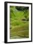 Rice Terraces of Banaue, Northern Luzon, Philippines-Michael Runkel-Framed Photographic Print