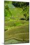 Rice Terraces of Banaue, Northern Luzon, Philippines-Michael Runkel-Mounted Photographic Print