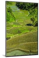 Rice Terraces of Banaue, Northern Luzon, Philippines-Michael Runkel-Mounted Photographic Print