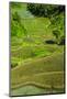 Rice Terraces of Banaue, Northern Luzon, Philippines-Michael Runkel-Mounted Photographic Print