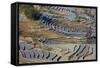 Rice Terraces, Yuanyang County, Honghe, Yunnan Province, China-Peter Adams-Framed Stretched Canvas