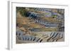 Rice Terraces, Yuanyang County, Honghe, Yunnan Province, China-Peter Adams-Framed Photographic Print