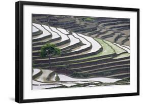 Rice terraces, Yuanyang, Yunnan Province, China.-Josh Anon-Framed Photographic Print