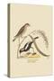 Ricebird-Mark Catesby-Stretched Canvas