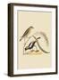 Ricebird-Mark Catesby-Framed Art Print